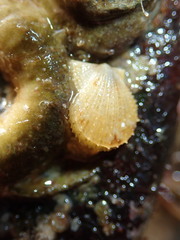 Chlamys hastata