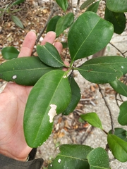 Avicennia bicolor