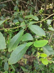 Litsea cubeba