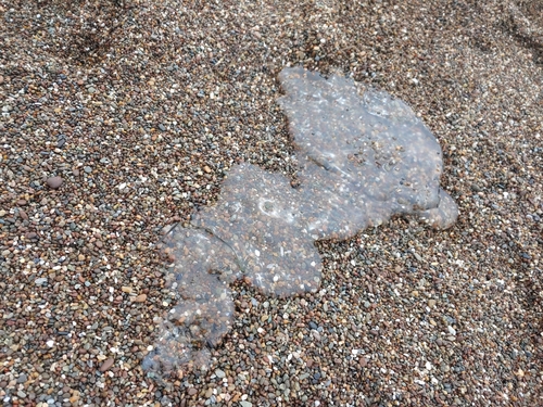 photo of Moon Jellies (Aurelia)