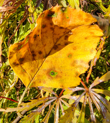 Cryptocline betularum