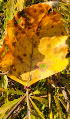 Cryptocline betularum