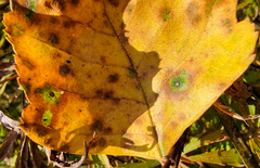 Cryptocline betularum