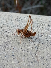 Brachyinsara hemiptera