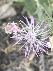 Centaurea