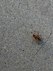 Brachyinsara hemiptera