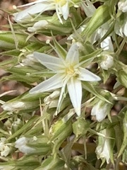 Sabulina nuttallii