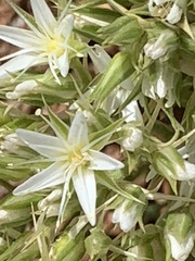 Sabulina nuttallii