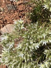 Sabulina nuttallii