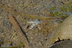 Evasterias troschelii