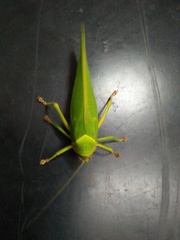 Pseudophyllus neriifolius