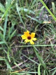 Coreopsis linifolia