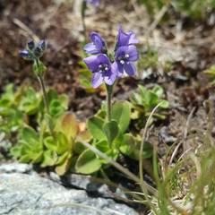 Veronica bellidioides