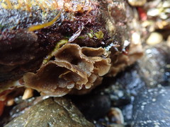 Dendrobeania lichenoides
