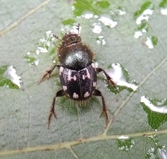 Onthophagus orissanus