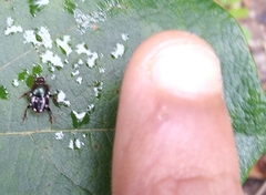 Onthophagus orissanus