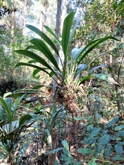 Cordyline petiolaris