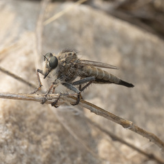 Efferia bicaudata