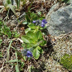 Veronica bellidioides