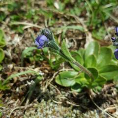 Veronica bellidioides