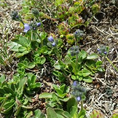Veronica bellidioides