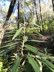 Astrotricha floccosa