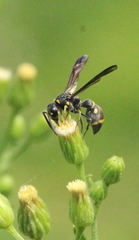 Apodynerus formosensis