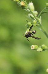 Apodynerus formosensis