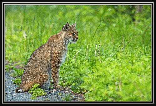 Bobcat photographed in New Jersey