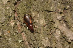 Cymindis lateralis