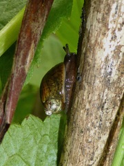 Novisuccinea strigata