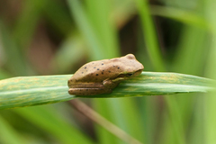 Litoria fallax