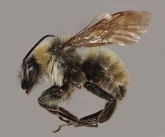 Bombus californicus