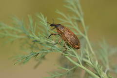 Cyphocleonus adumbratus