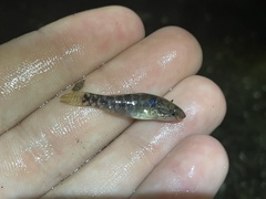 Dormitator maculatus