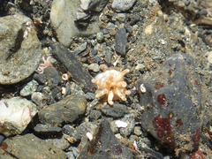 Halcampa decemtentaculata