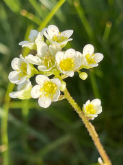 Saxifraga paniculata