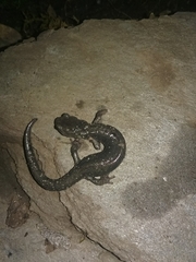 Aneides klamathensis