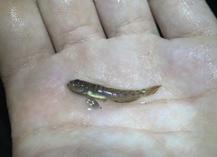 Microgobius gulosus