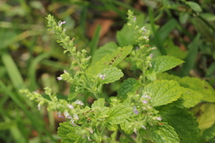 Teucrium viscidum