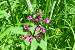 Stachys chamissonis cooleyae