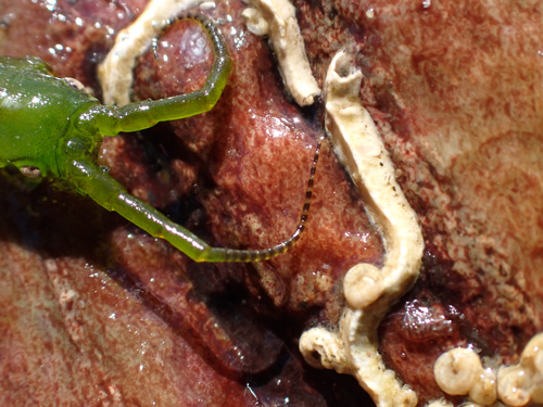 Photo of Eelgrass Isopod (Pentidotea resecata)