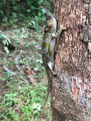 Kinyongia multituberculata