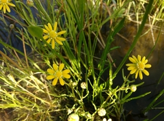 Blennosperma bakeri