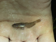 Microgobius gulosus