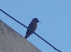 Hirundinea ferruginea