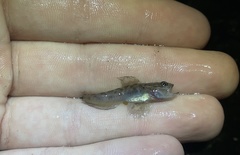 Microgobius gulosus