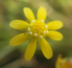 Blennosperma bakeri