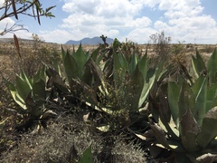Agave scaposa
