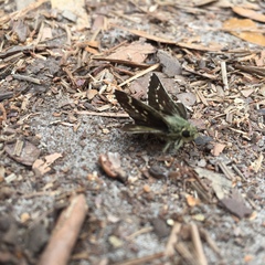 Amblyscirtes aesculapius